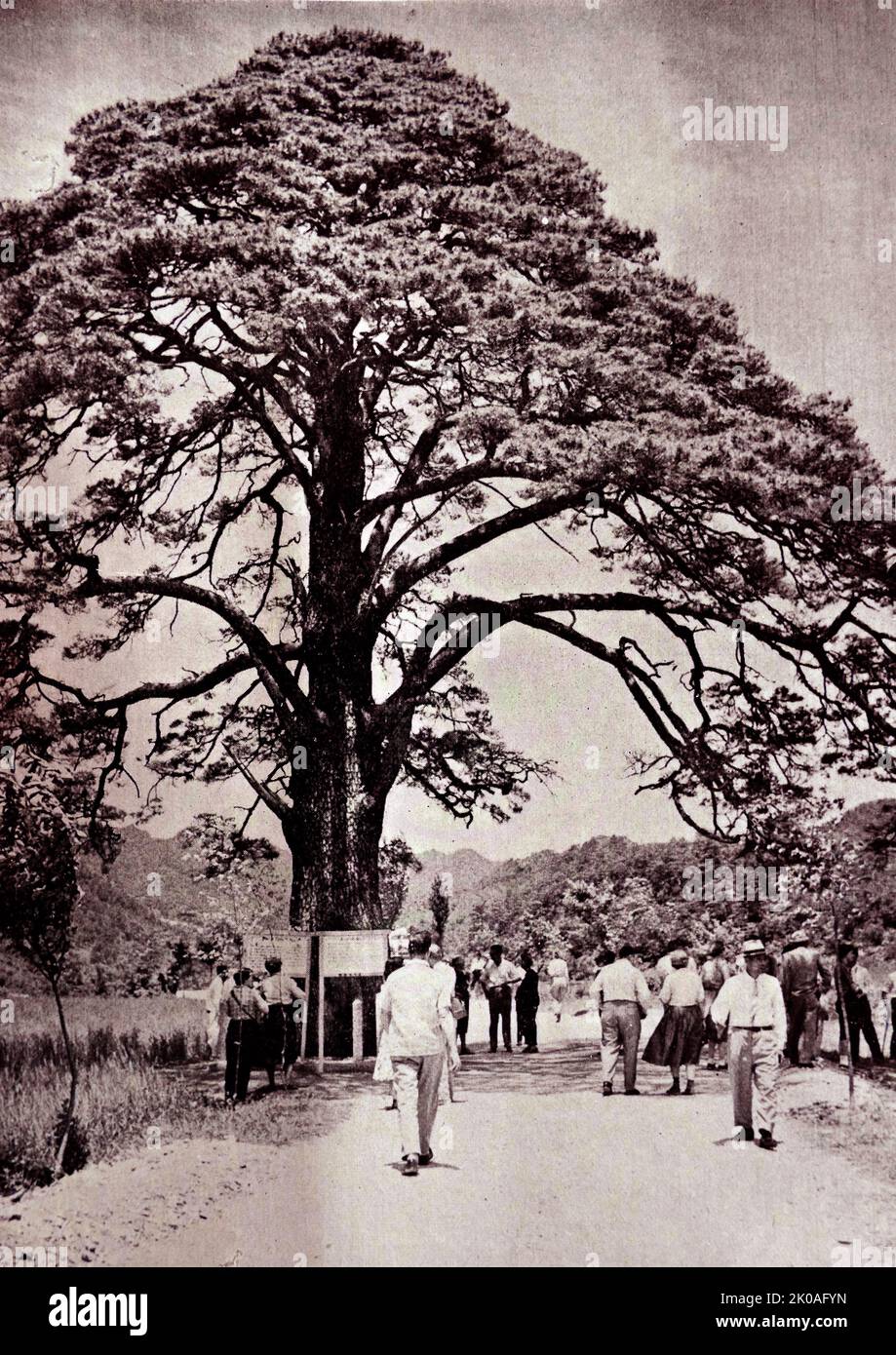 Die Kiefer von Jong Il Pum, Naturdenkmal Nr.103, 30meters Höhe. Dieser Baum soll den Titel „Court Rank“ erhalten haben. Der Chong der Klasse 2. (Chong Il Pum) von König Sejong (1397-1450 n. Chr.), denn er hob die Äste an, als der Wagen der Könige vorbeifuhr. Stockfoto