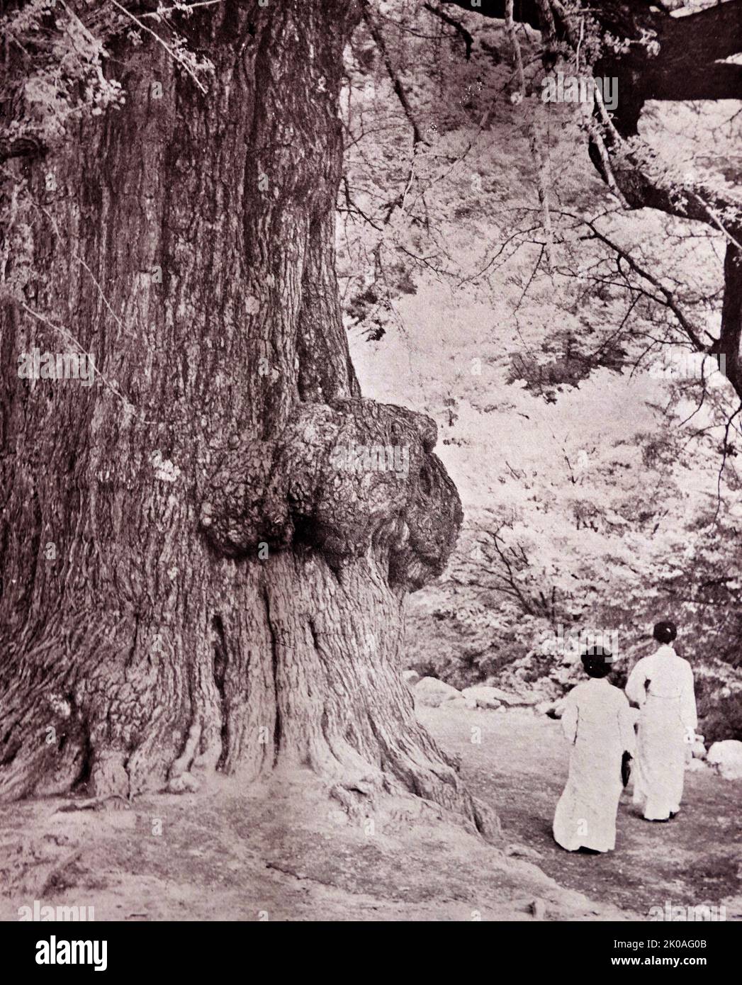 In der Stadt Yangpeong-gun, Kyonggi-do. Diese Ginkgo biloba, die als Naturdenkmal No. 30 klassifiziert wird und allgemein als Ginkgo oder Gingko, auch bekannt als Maidenhair Baum, bekannt ist, ist eine Baumart, die in Ostasien beheimatet ist. Es ist die letzte lebende Art in der Ordnung Ginkgoales, die zum ersten Mal erschien vor über 290 Millionen Jahren. Stockfoto