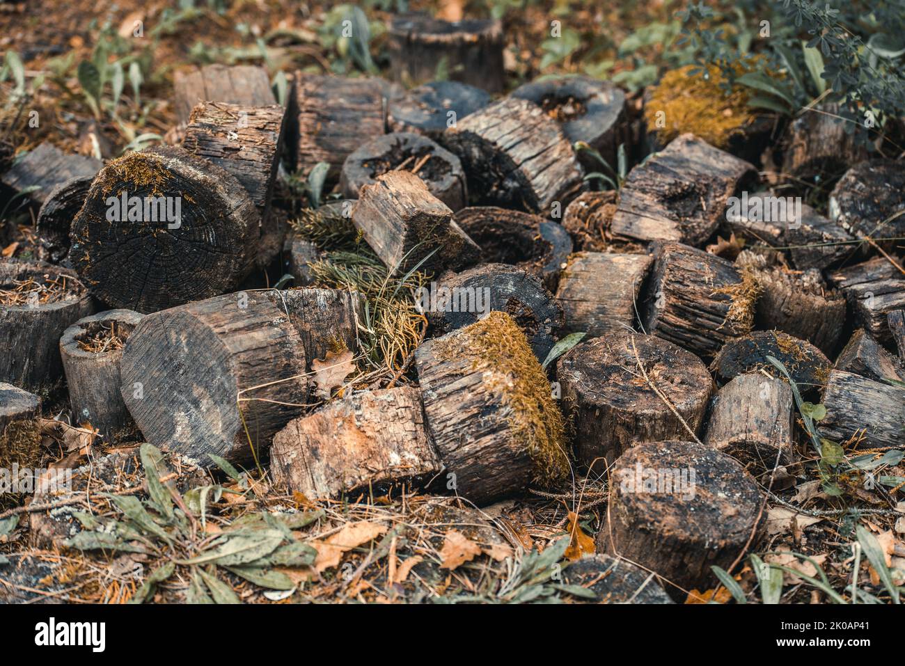 Nahaufnahme von geschnittenem altem Holz. Haufen gehacktes Holz. Stockfoto