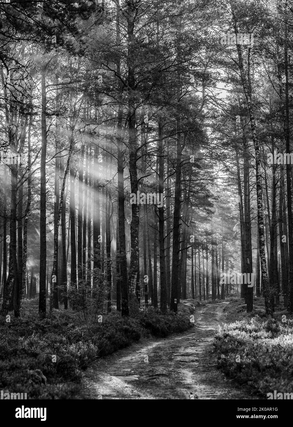 Schwarz-weiße Waldlandschaft am frühen Morgen Stockfoto