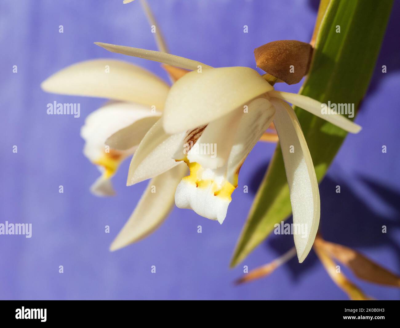 Nahaufnahme von cremegelben Cymbidium Boat Orchideenblüten, lila blaue Hintergrundfarbe, australischer Küstengarten Stockfoto