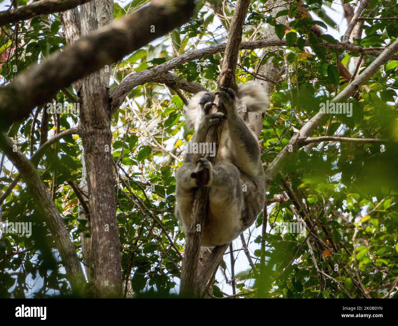 Koalas, ein legendäres australisches Tier, ein Beuteltier, Koala, das zwischen den Bäumen im Busch herumklettert, eine einzigartige Tierwelt Australiens Stockfoto