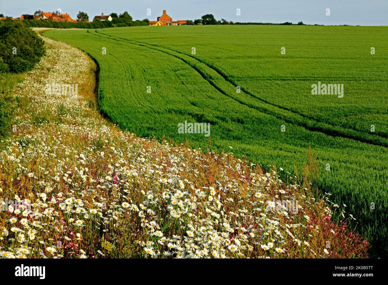 Landwirtschaftliche Feld, Ernte, mit Rand Rand von Wild Flowers, Norfolk, England, Großbritannien Stockfoto