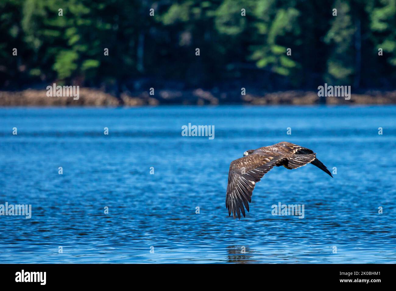 Der Jungfische Weißkopfseeadler (Haliaeetus leucocephalus) fliegt knapp über der Regenbogenblüte im Norden von Wisconsin, horizontal Stockfoto