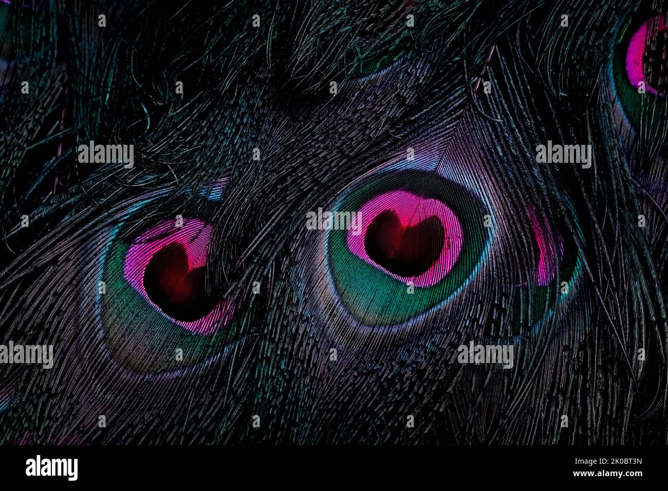 Schöne und bunte Pfau Vogel Federn nahtlose abstrakte Muster Textur Design natürlichen Hintergrund Bild Konzept, Farben Tapete, Farbton. Stockfoto