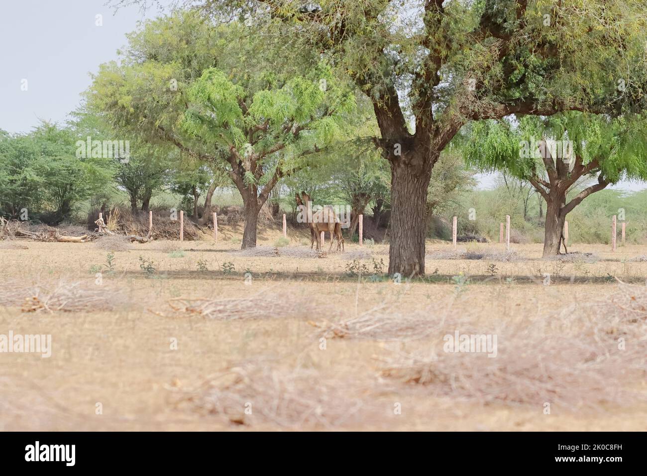 Nahaufnahme von Kamelen, die Blätter von Baumzweigen auf dem Feld fressen, die Blätter von Baumzweigen fressen, Rajasthan Indien Stockfoto
