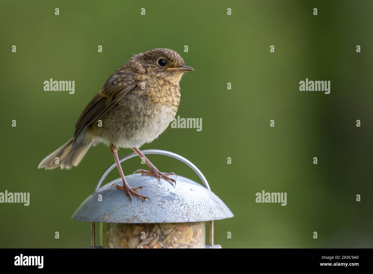 Jungtier Robin [ Erithacus rubecula ] auf dem Gartensamenfutter Stockfoto