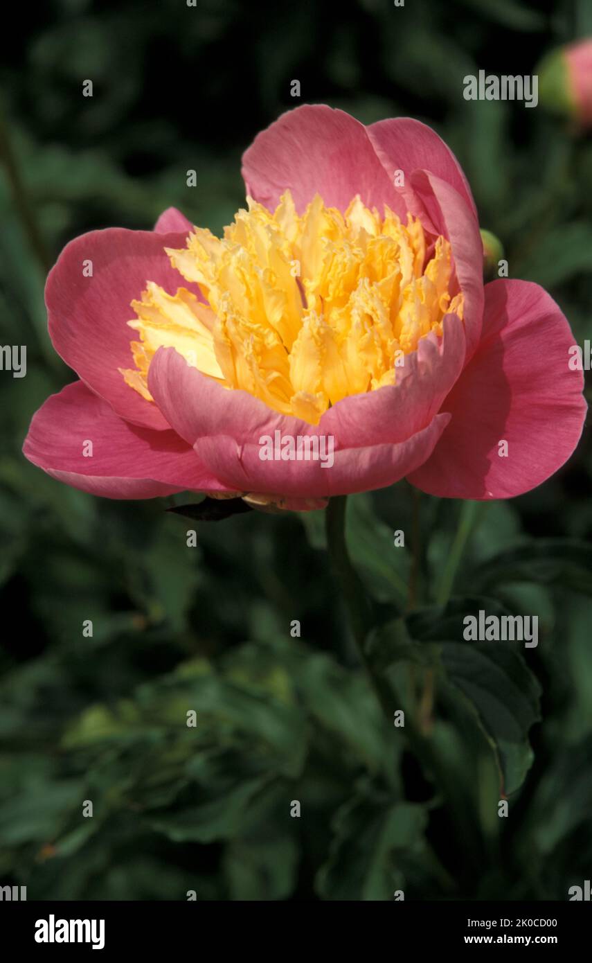 NAHE AUFNAHME EINER EINZELNEN PAEONIA-BLUME 'GLOBE OF LIGHT'. Stockfoto