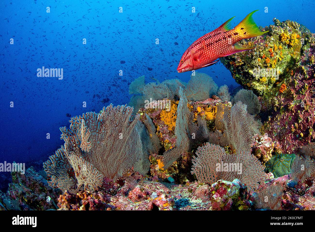 Mexikanischer Hogfisch oder Streamer-Hogfisch (Bodianus dipotaenia) an einem Korallenriff, Insel Malpelo, UNESCO-Weltkulturerbe, Kolumbien Stockfoto