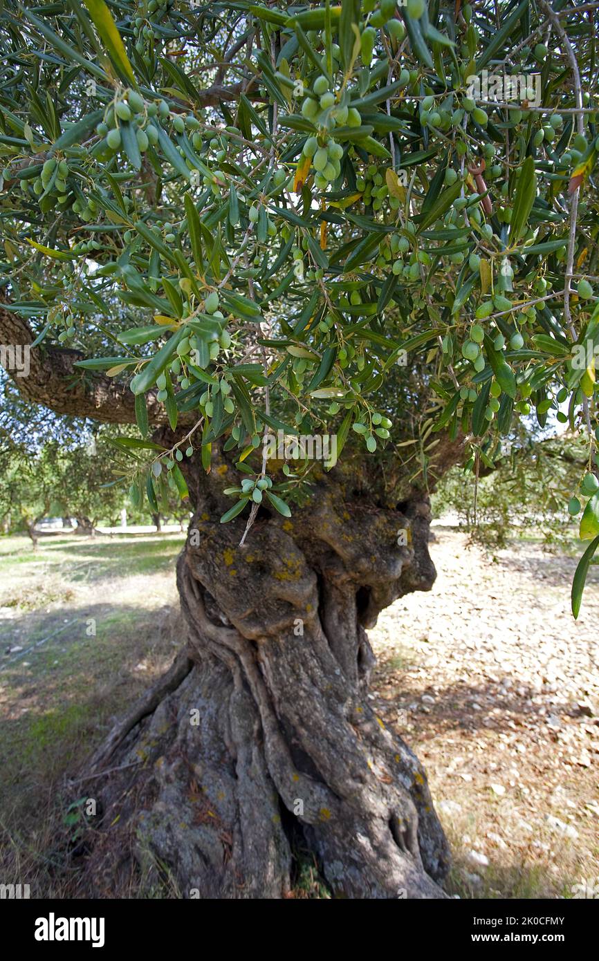 Alter Olivenbaum (Olea europaea) mit reifen Oliven in Limni Keriou, Insel Zakynthos, Griechenland, Europa Stockfoto