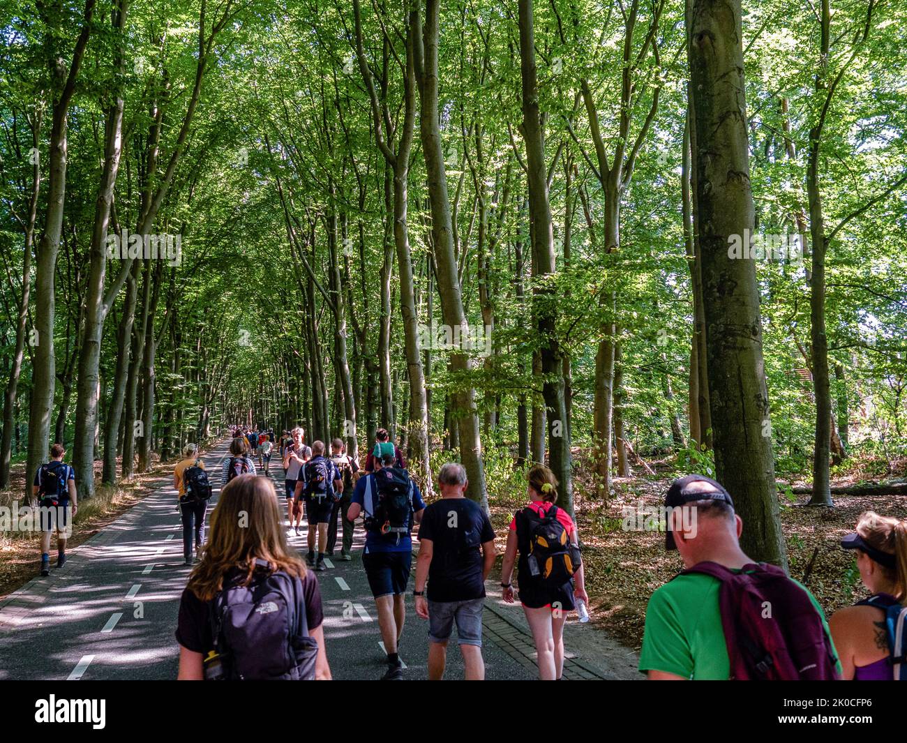 Die Teilnehmer werden beim Wandern in einem Waldgebiet gesehen. Der Airborne march ist der weltweit größte eintägige Gedenkmarsch. In diesem Jahr fand die Ausgabe 75. mit mehr als 30.000 Wanderern statt. Dieser gedenkmarsch zur Erinnerung an die Schlacht von Arnhem 1944 findet jedes Jahr am ersten Samstag im September in Oosterbeek statt und wird jedes Jahr mit der Anwesenheit britischer Kriegsveteranen gezählt. Dieser marsch ist eine Hommage an die mehr als 1.700 britischen und polnischen Soldaten, die in der Schlacht von Arnhem ihr Leben verloren haben. Die Routen auf allen vier Distanzen führen Sie während des zu prominenten Plätzen Stockfoto