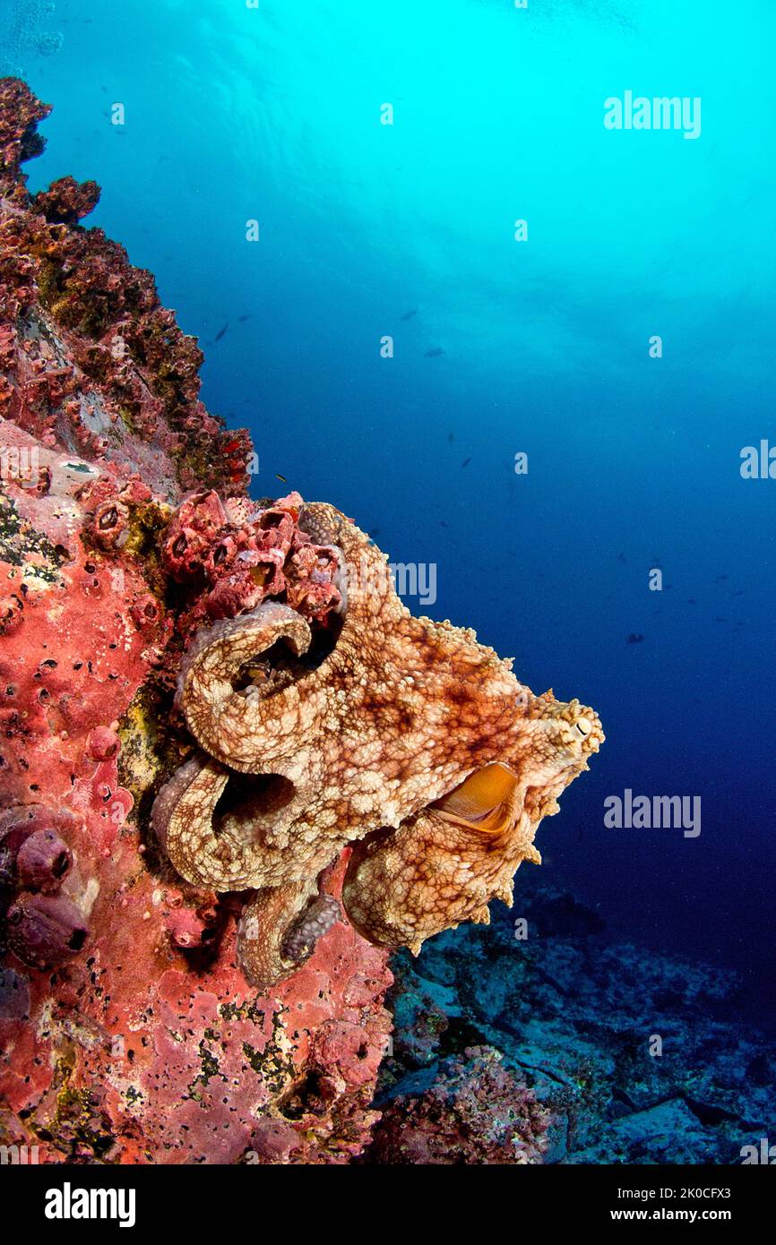 Octopus (Octopus sp.) an einem Korallenriff, Insel Malpelo, UNESCO-Weltkulturerbe, Kolumbien Stockfoto