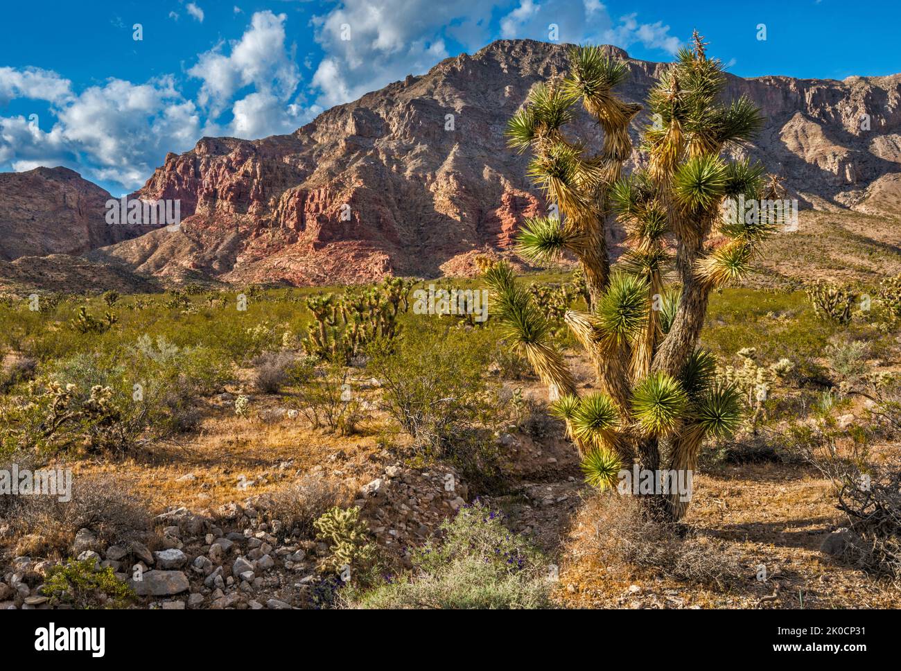 Joshua Tree, Beaver Dam Mountains Wilderness, Blick von der Cedar Pocket Road (Road 1005), Mojave Desert, Arizona Strip, Arizona, USA Stockfoto