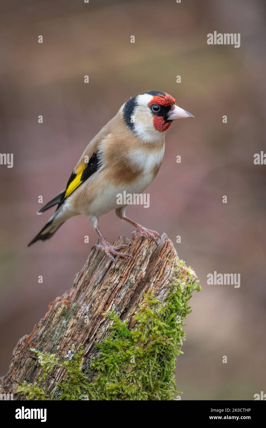 Ein Nahaufnahme-Porträt eines europäischen Goldfinkens, carduelis, auf einem alten Baumstumpf thront Stockfoto