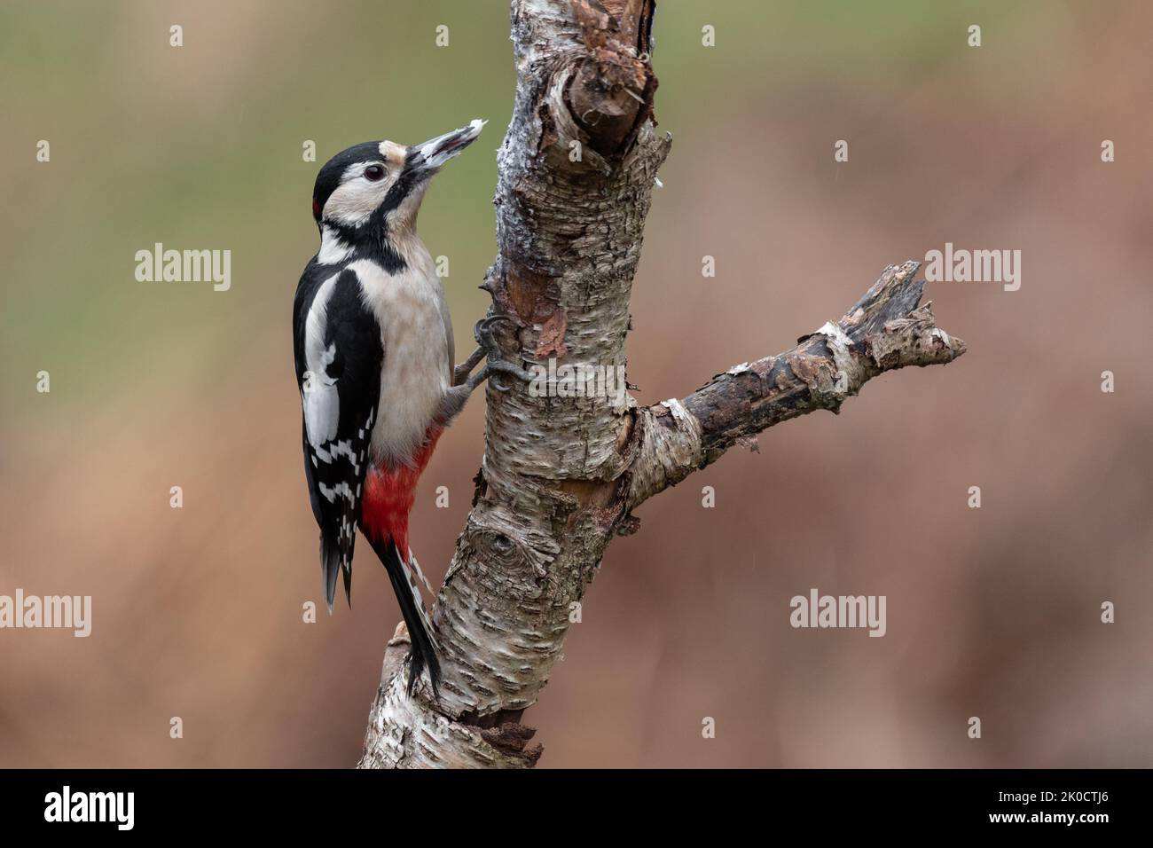 Ein Profilporträt eines männlichen Buntspechtes, Dendrocopos major, der auf einer silbernen Birke thront Stockfoto