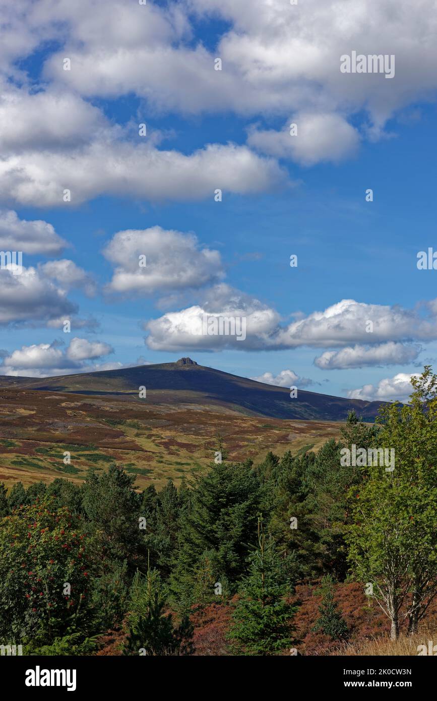 Hügel von Duclash und Cairn of Finglenny oberhalb von Glen Dye in den schottischen Highlands von Aberdeenshire, zwischen den Nadelbäumen und Rowan-Bäumen gesehen. Stockfoto