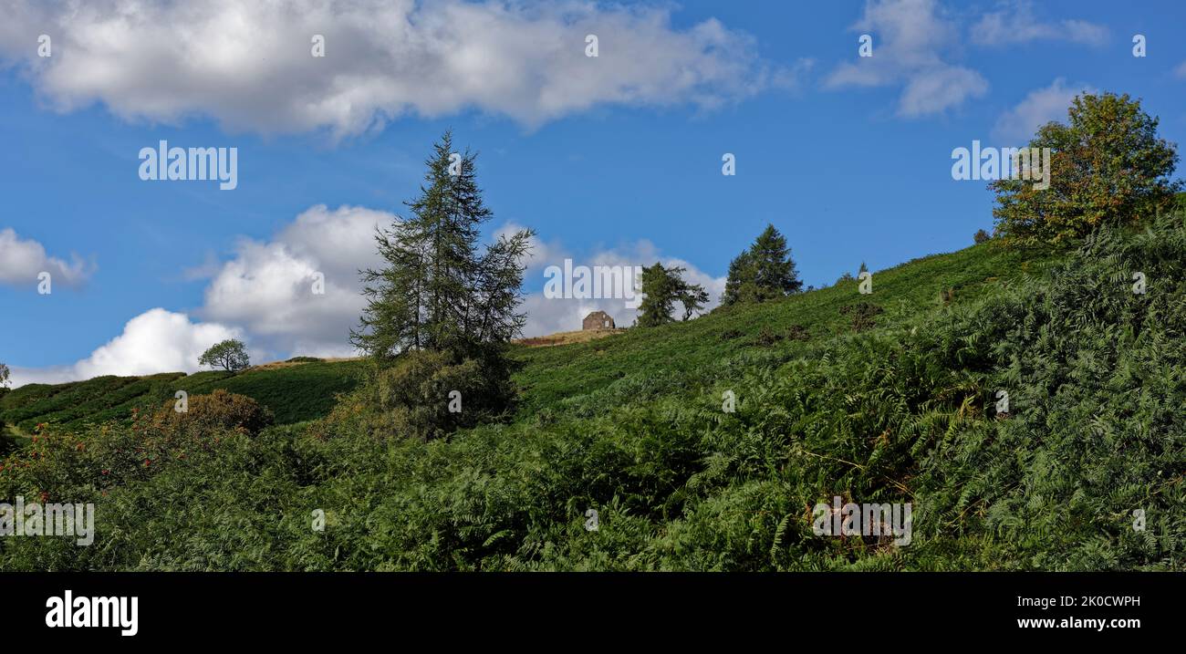 Das Gable End einer ruinierten Hütte steht auf dem Hang eines Farn bedeckten Hügels in der Nähe der Old Military Road, mit einem blauen Himmel über mit verstreutem Weiß Stockfoto