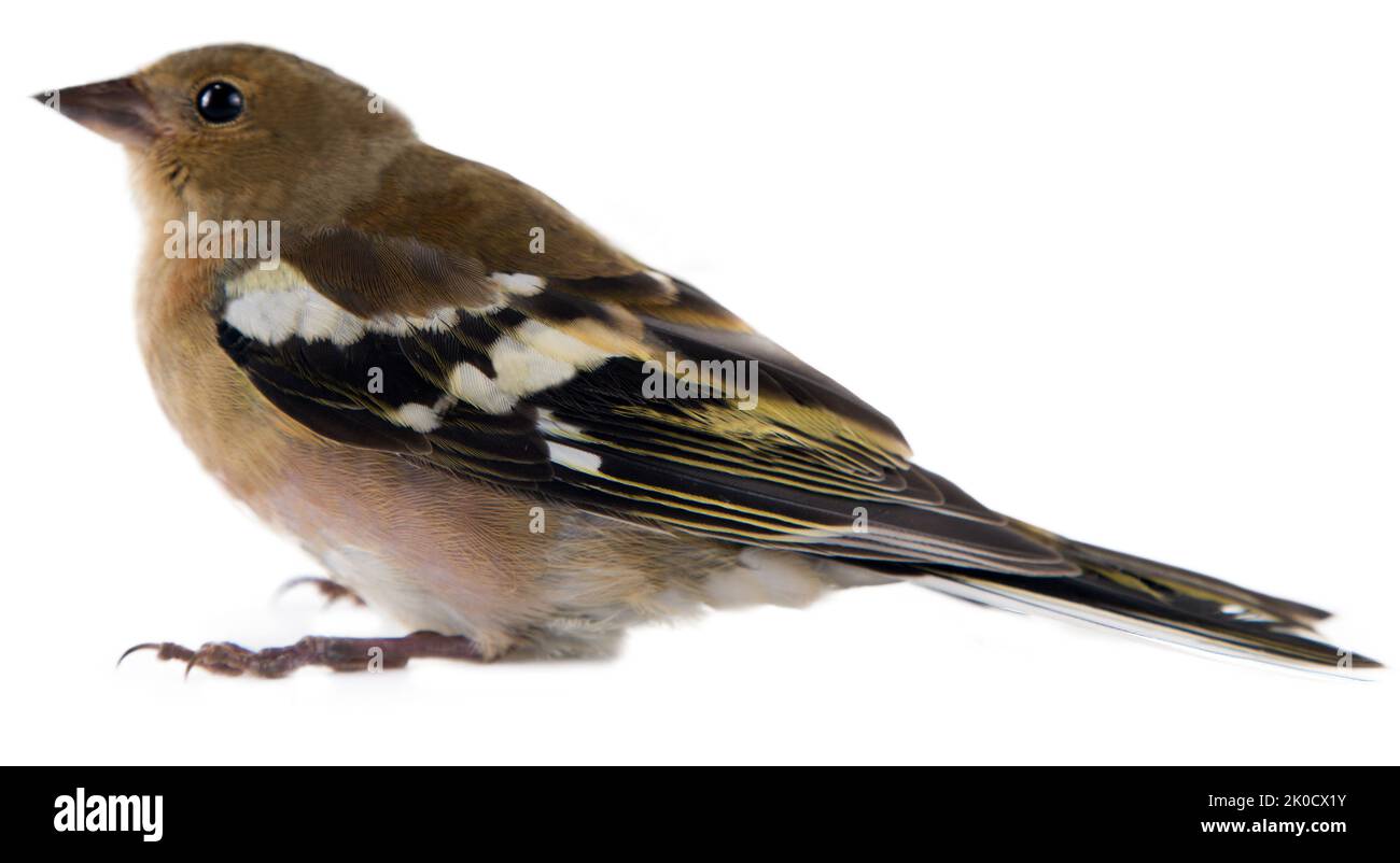 Gewöhnlicher Buchfink (Fringilla coelebs) erwachsenes Weibchen im Zuchtgefieder. Isolieren auf weißem Hintergrund Stockfoto