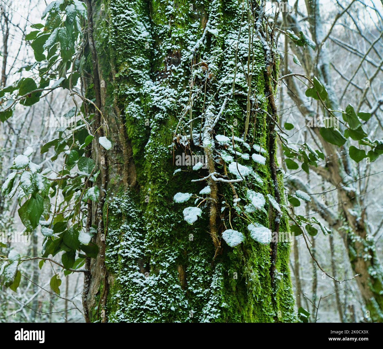 Der subtropische Wald ist mit Schnee bedeckt. Hainbuchen ist mit grünem Efeu bedeckt. Wetterkataklysmus, Klimaschwankungen Stockfoto