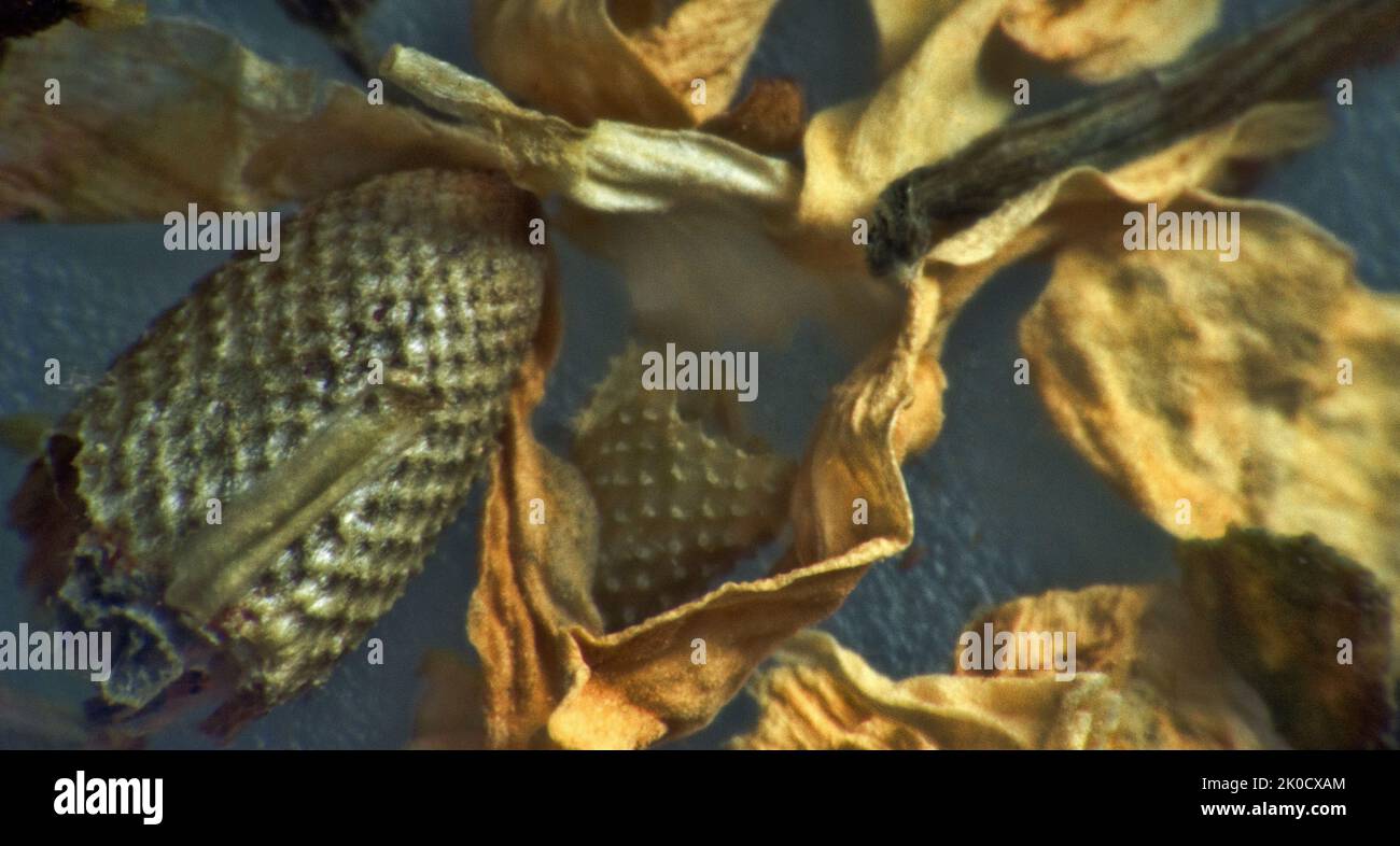 Kräuterrepertorium (trockene Vulneralpflanzen), offizinale Mischung für Kräutertee. Apotheke Gänseblümchen (Matricaria chamomilla) getrocknete Teile (extreme Nahaufnahme) als Mittel Stockfoto