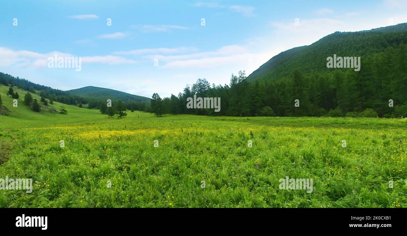 Vertikale Zonierung im Altai-Gebirge. Das Übergangsgebiet zwischen der Zone der Nadelwälder und alpinen Wiesen Stockfoto