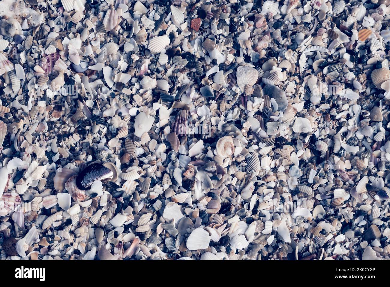 Nahaufnahme der Muscheln am Sommertag mit Strandsand. Abstrakte Ozean Hintergrund Muster Sammlung Stockfoto