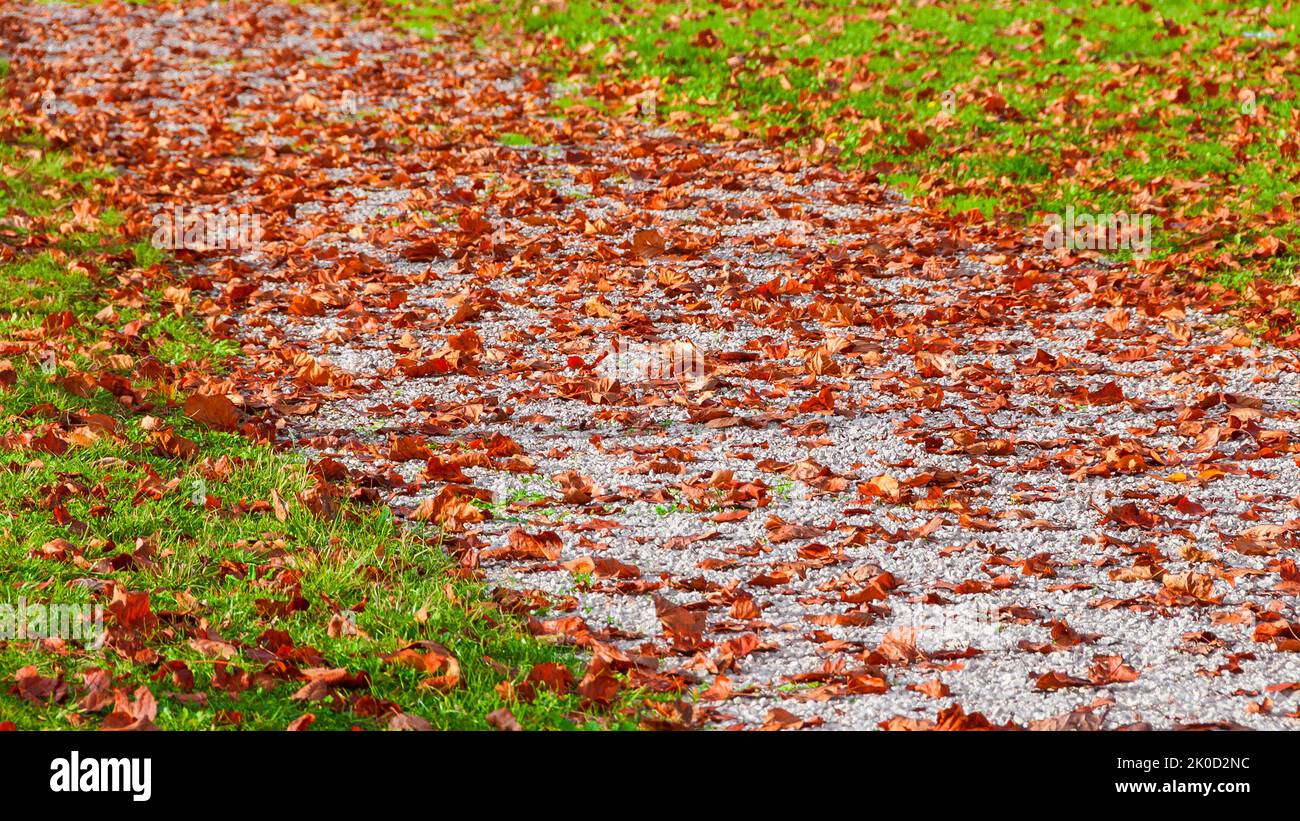 Herbst und Laub im Park. Rote Blätter auf einem Fußweg Stockfoto