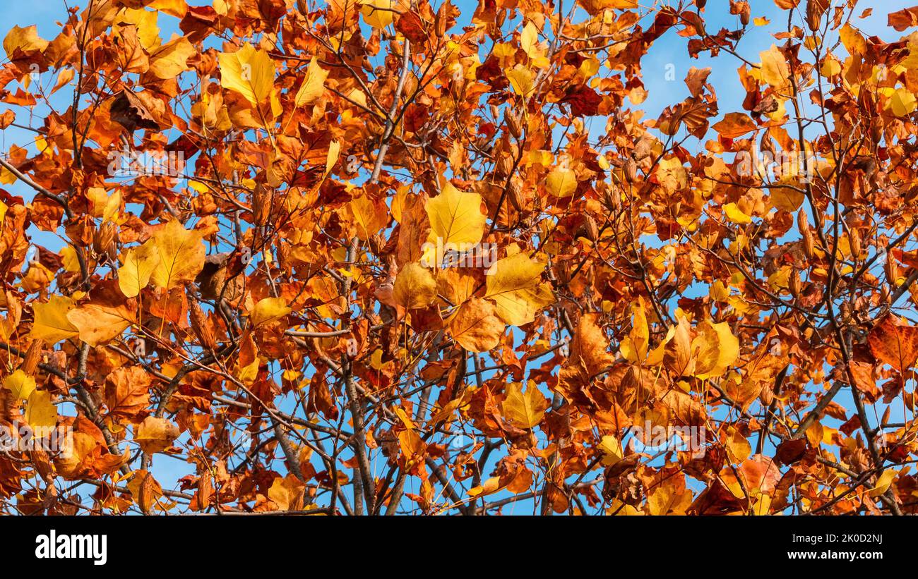 Herbstliche Laub- und Laubblätter von Liriodendron oder Tulpenbaum. Stockfoto