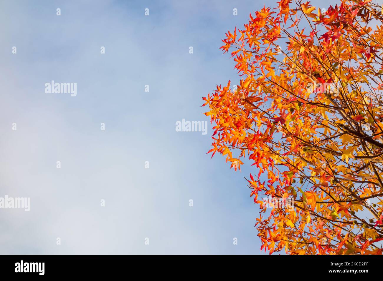 Herbstlicher und belaubter Hintergrund. Der Herbst kommt, Ahornblätter werden von grün zu gelb, orange und rot (mit Kopierfläche) Stockfoto