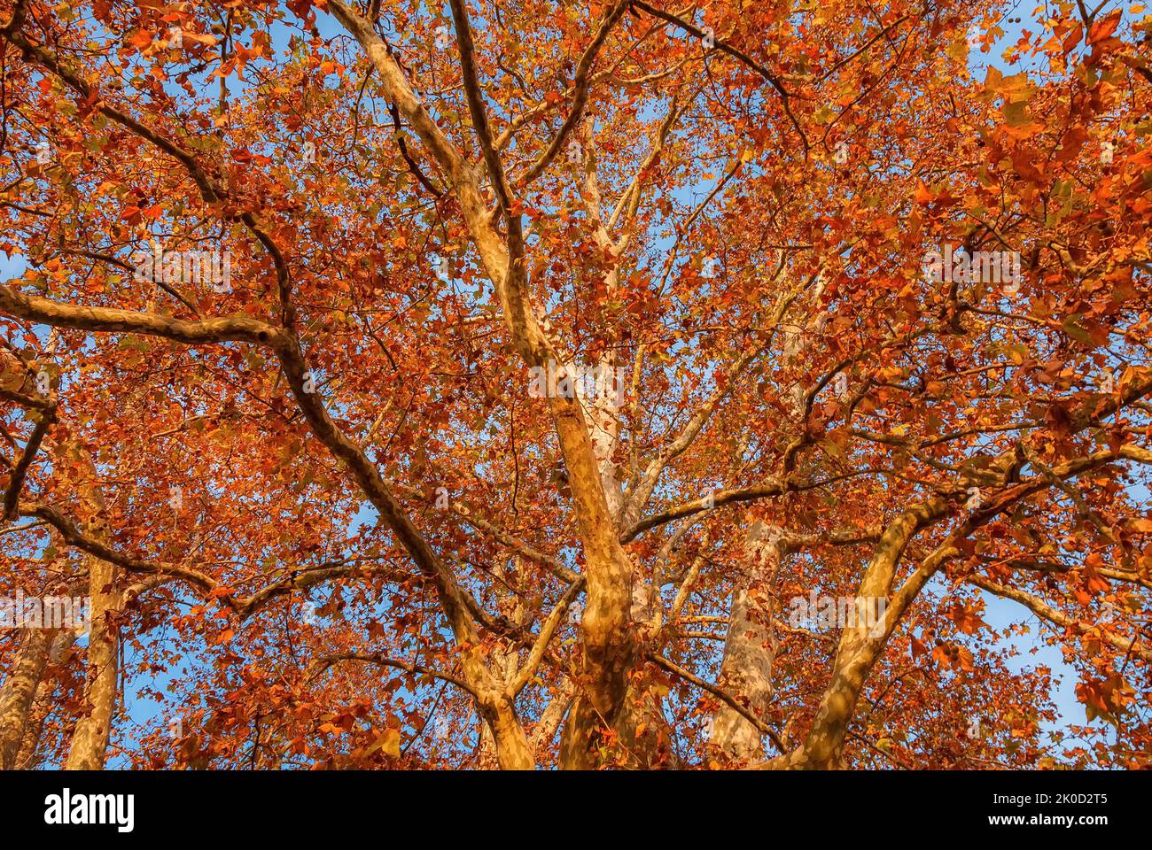 Herbstlicher und belaubter Hintergrund. Der Herbst kommt und die Blätter der Platanen werden bei Sonnenuntergang von braun zu rot Stockfoto