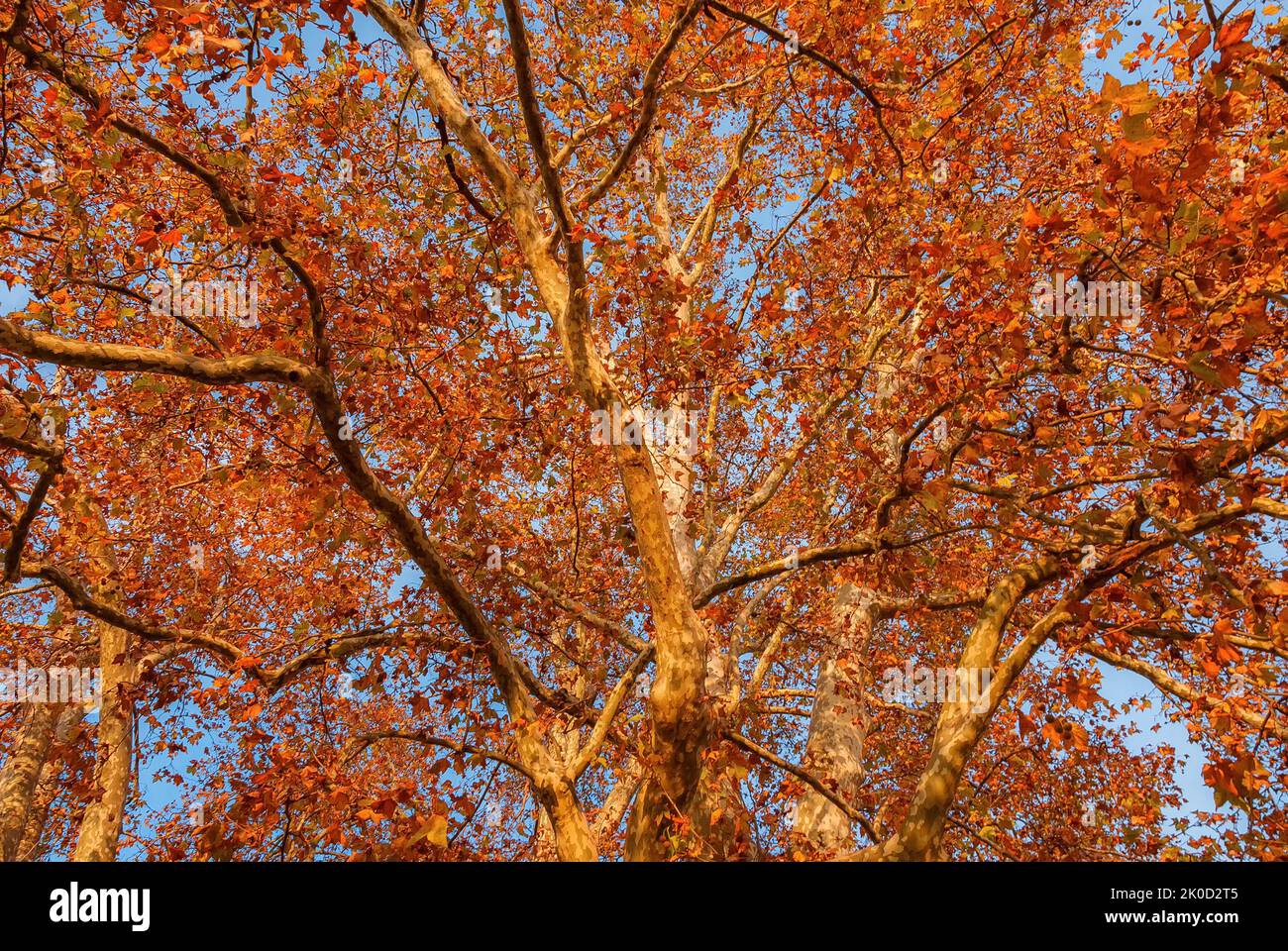 Herbstlicher und belaubter Hintergrund. Der Herbst kommt und die Blätter der Platanen werden bei Sonnenuntergang von braun zu rot Stockfoto Herbstlicher und belaubter Hintergrund. Der Herbst kommt und die Blätter der Platanen werden bei Sonnenuntergang von braun zu rot Stockfoto