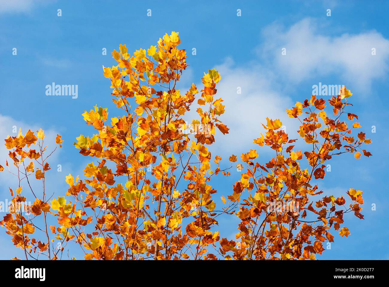 Herbstliche Laub- und Laubblätter von Liriodendron oder Tulpenbaum. Stockfoto Herbstliche Laub- und Laubblätter von Liriodendron oder Tulpenbaum. Stockfoto