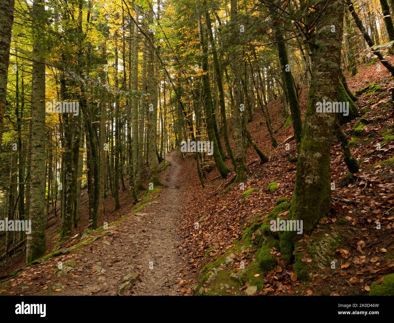 Herbstlicher Weg, der am Ende des Waldes endet, spiritueller Frieden und Ruhe Stockfoto
