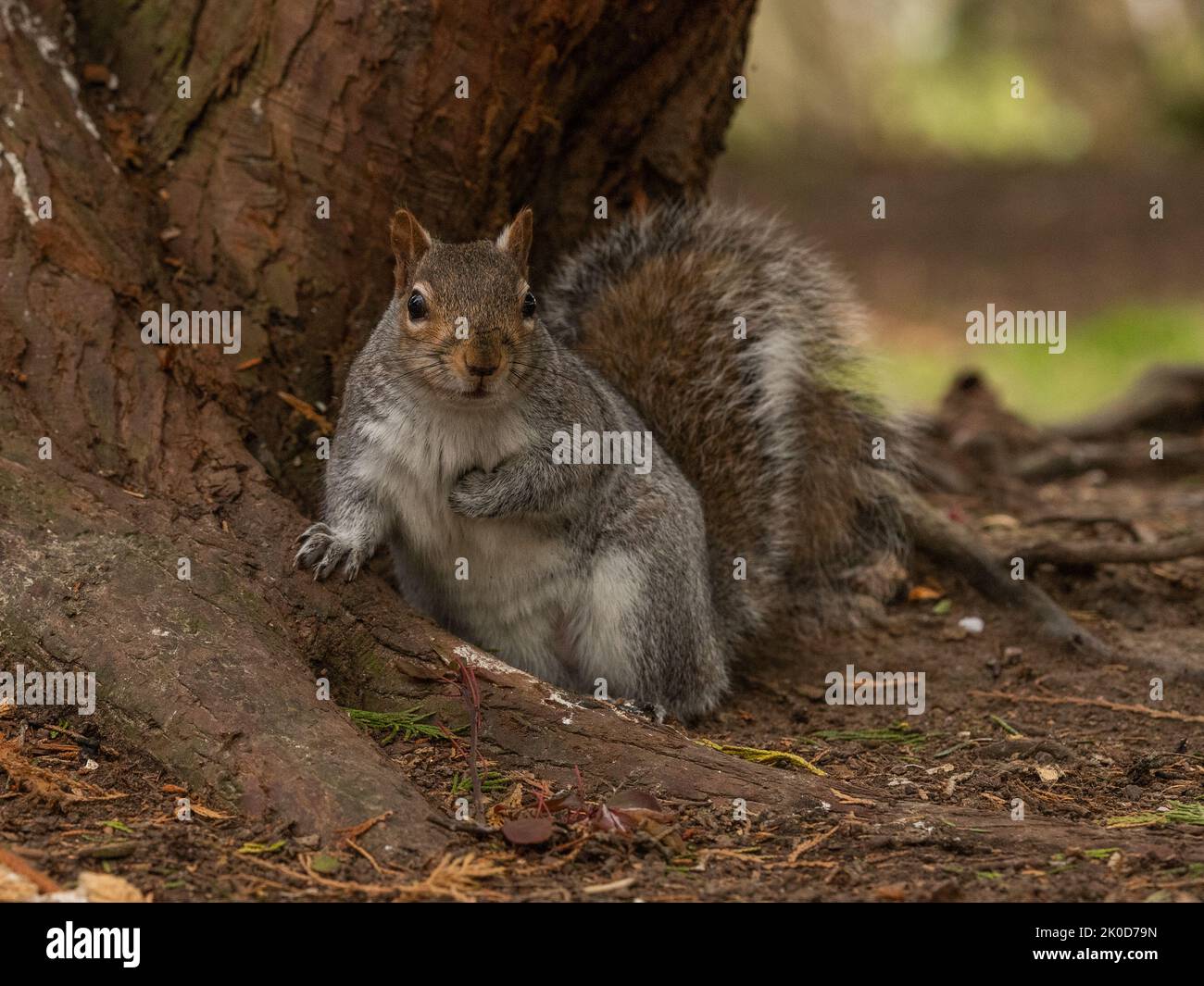 Graues britisches Eichhörnchen im Winter im Baum, Blick auf die Kamera Stockfoto