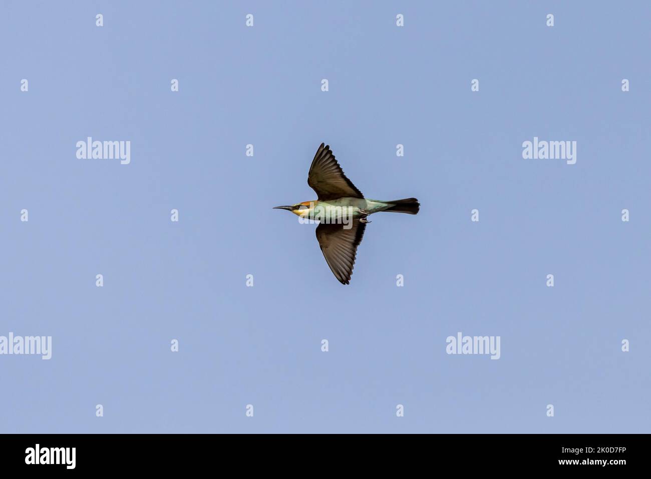 Bienenfresser im Flug Stockfoto