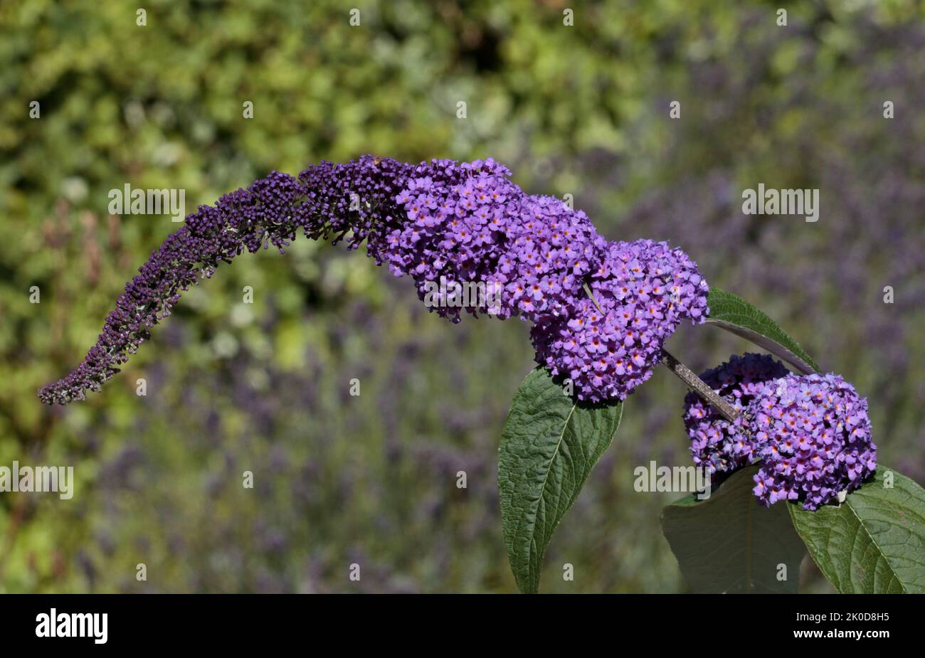 Purple Buddleia Stockfoto