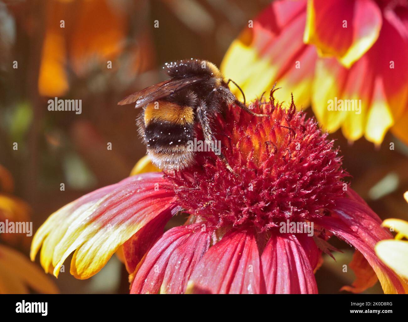 Bumble Bee auf Gaillardia Arizona Sun Stockfoto