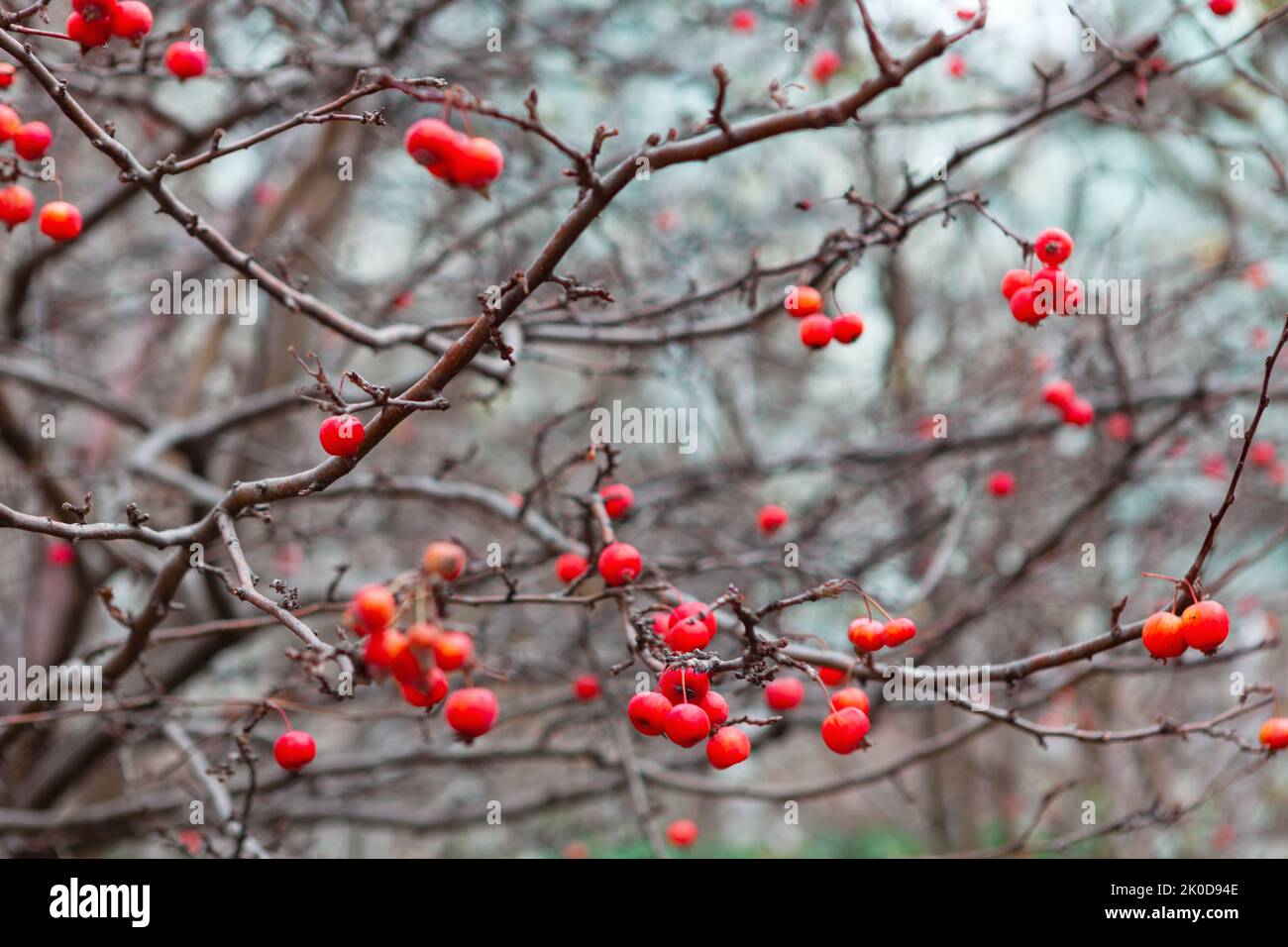 Frost rote Beeren an Zweigen . Spätherbst Natur Stockfoto