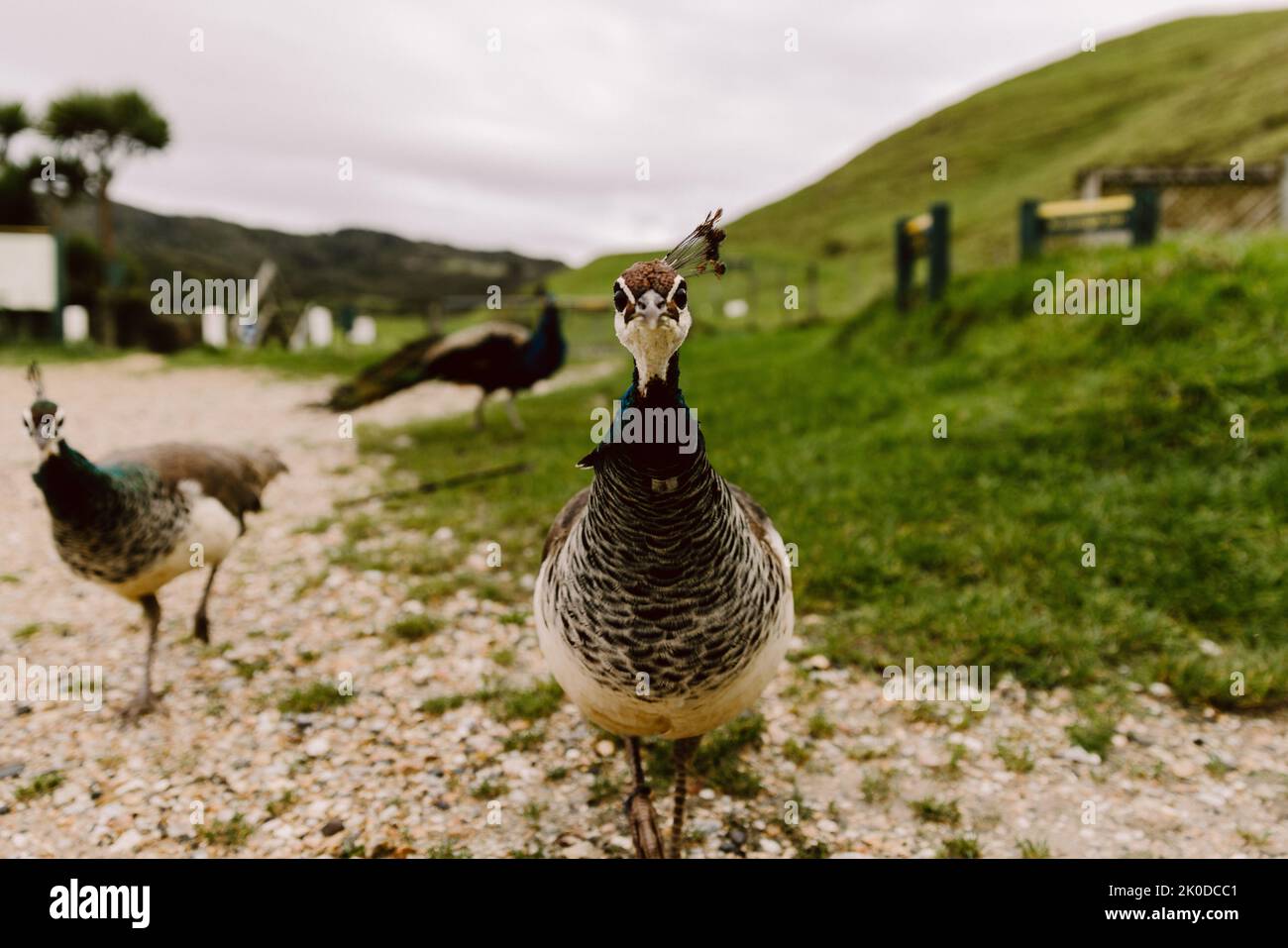 Farbenfroher Pfau posiert im Garten, aufgenommen in Neuseeland Stockfoto