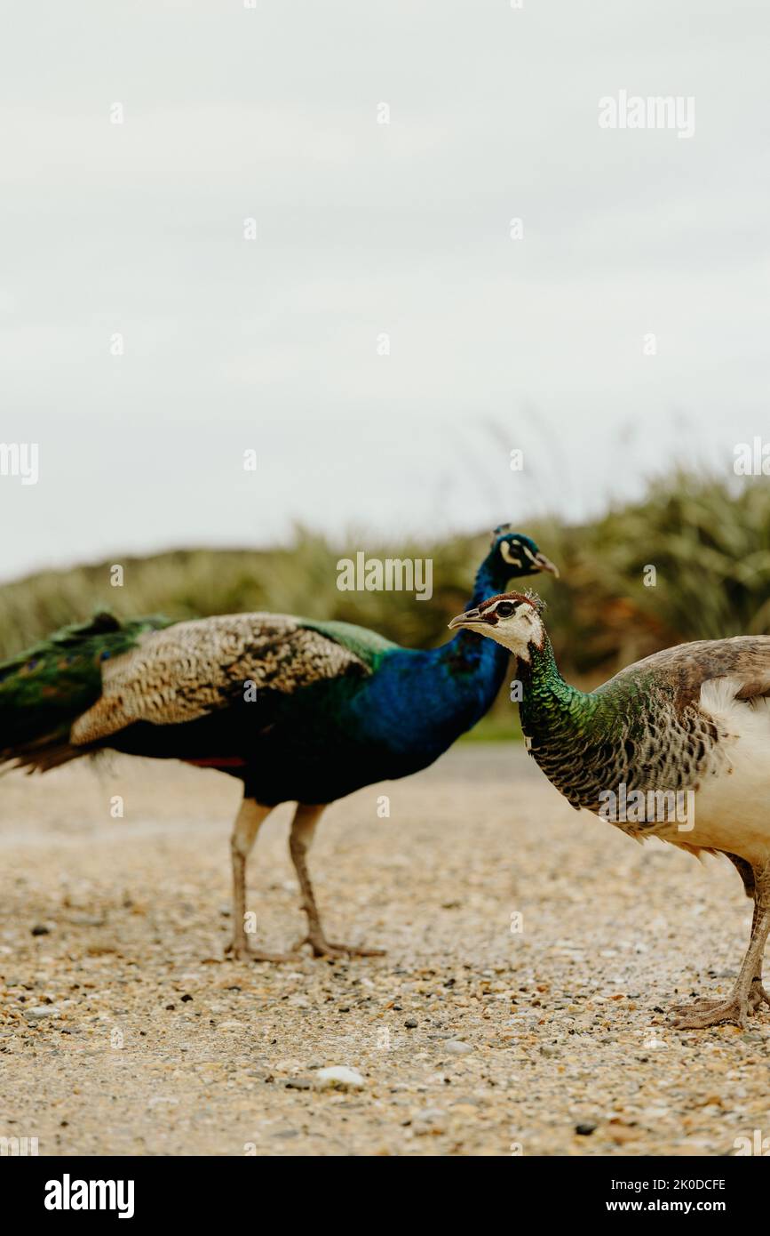 Farbenfroher Pfau posiert im Garten, aufgenommen in Neuseeland Stockfoto