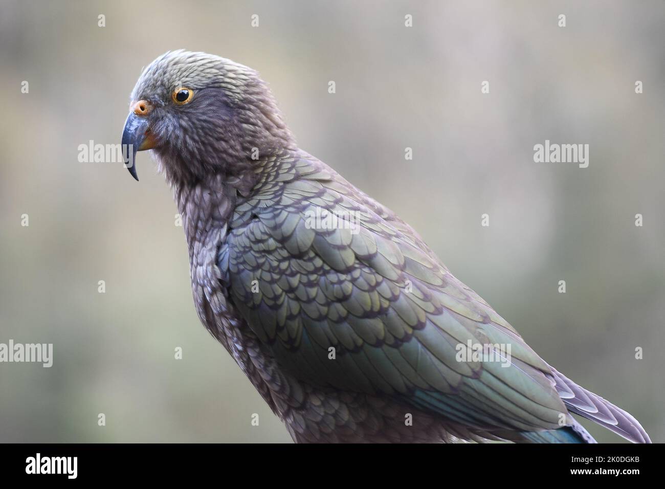 Kea Bird, Nestor Notabilis, Neuseeland Stockfoto