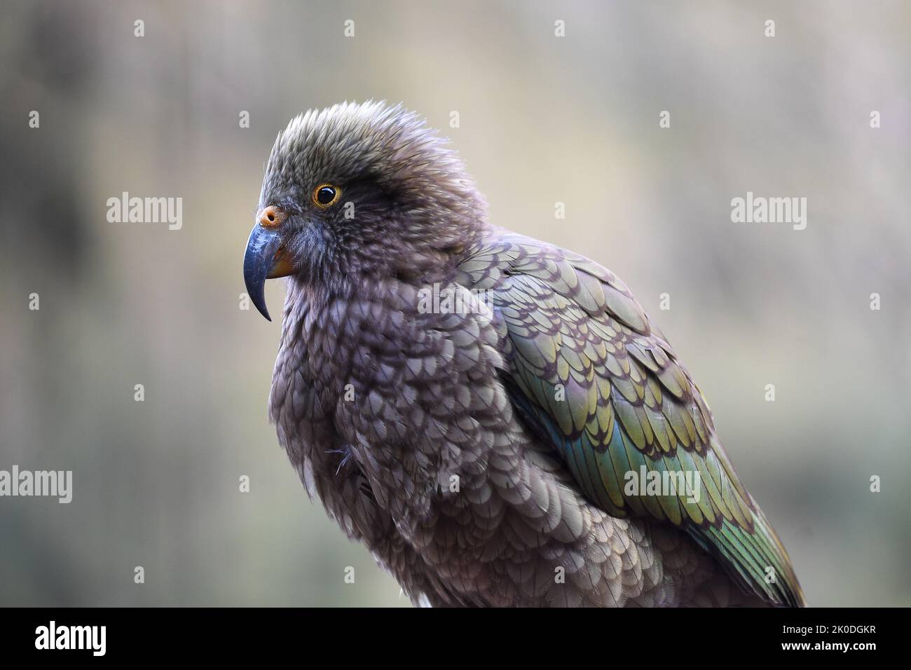Kea Bird, Nestor Notabilis, Neuseeland Stockfoto