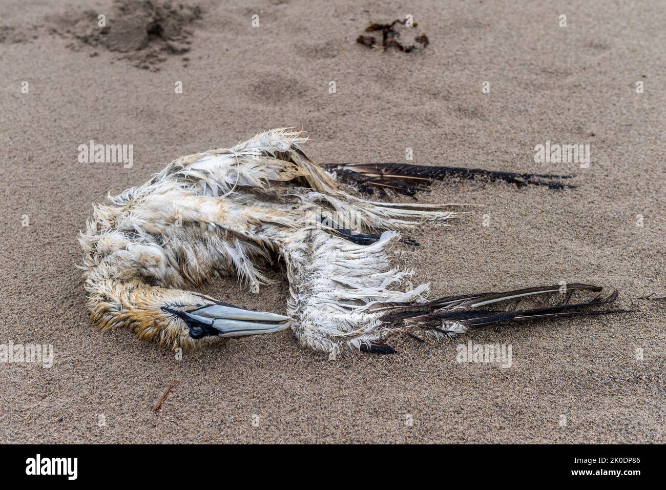 Warren Beach, Rosscarbery, West Cork, Irland. Zwei tote Vögel wurden heute am Warren Beach in West Cork entdeckt, inmitten der aktuellen Angst vor der Vogelgrippe. Quelle: AG News/Alamy Live News Stockfoto