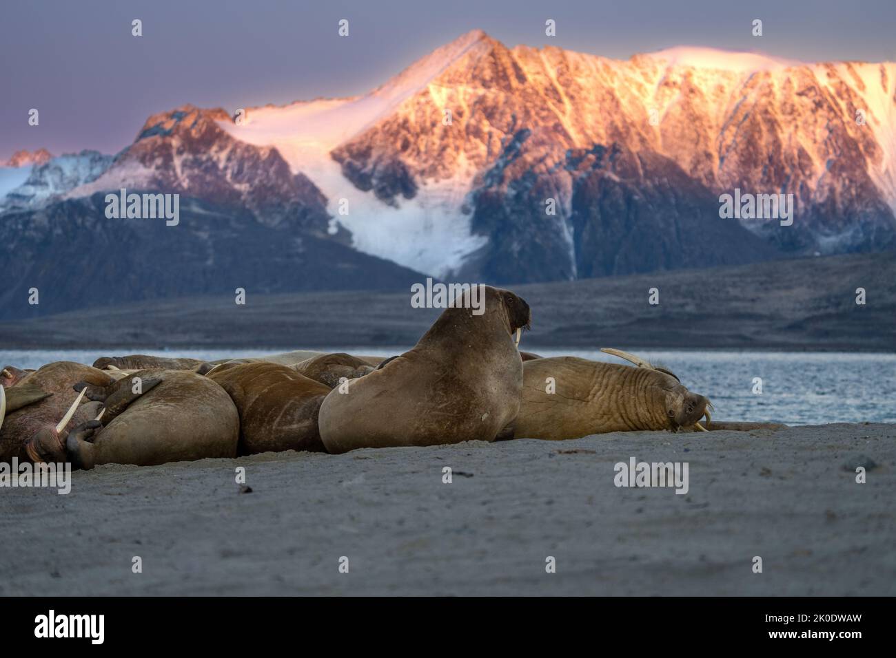 Atlantic Walrus, (Odobenus rosmarus) Stockfoto