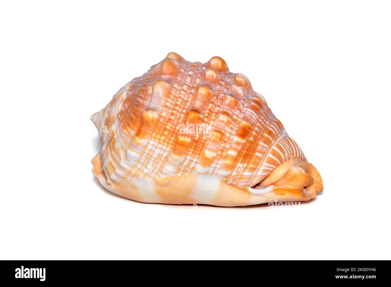 Bild einer orangen Cassis cornuta auf weißem Hintergrund. Unterwassertiere. Muscheln. Gehörnte Helmschale. Stockfoto