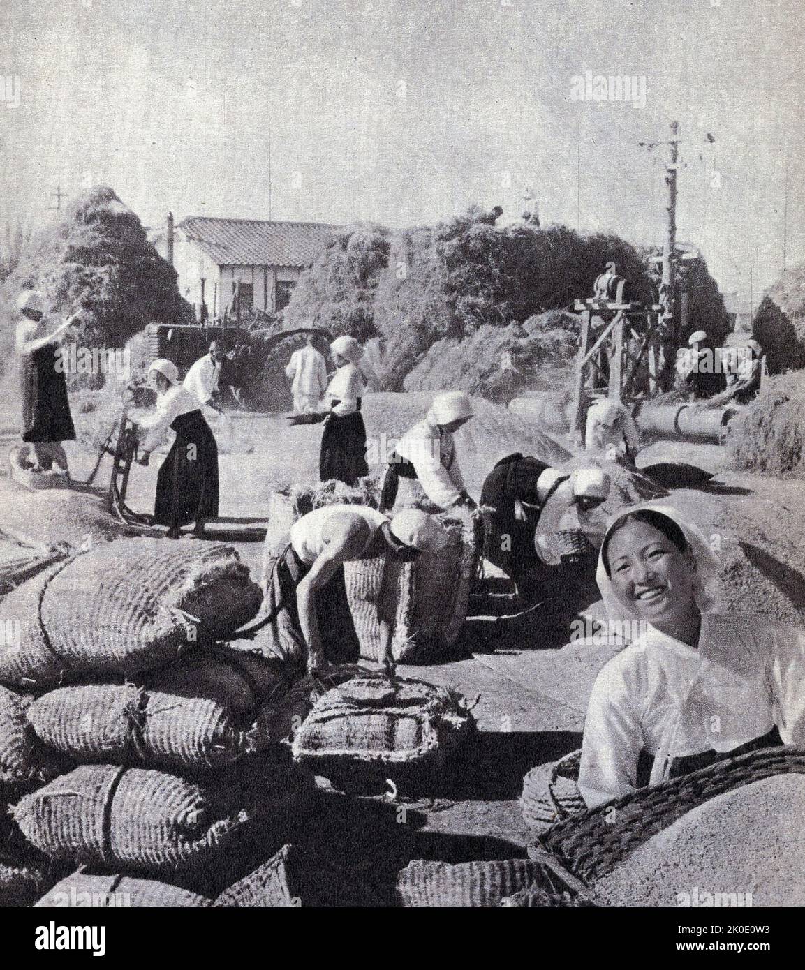 Reisarbeiter auf einem kommunistischen Kollektivbauernhof in Nordkorea, 1961. Stockfoto