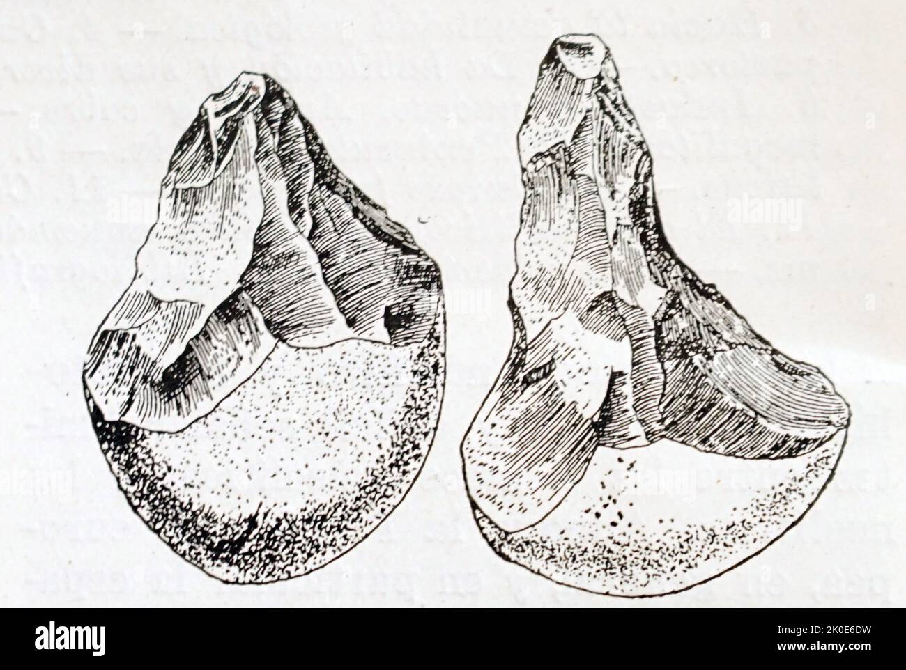 Flint-Werkzeuge aus der asturischen Kultur. Epipaleolithische oder mesolithische archäologische Kultur, die durch eine einzige Form von Artefakt identifiziert wurde: Die asturische Pick-Axt, und nur an den Küsten von Iberien gefunden. c7000 v. Chr. Stockfoto