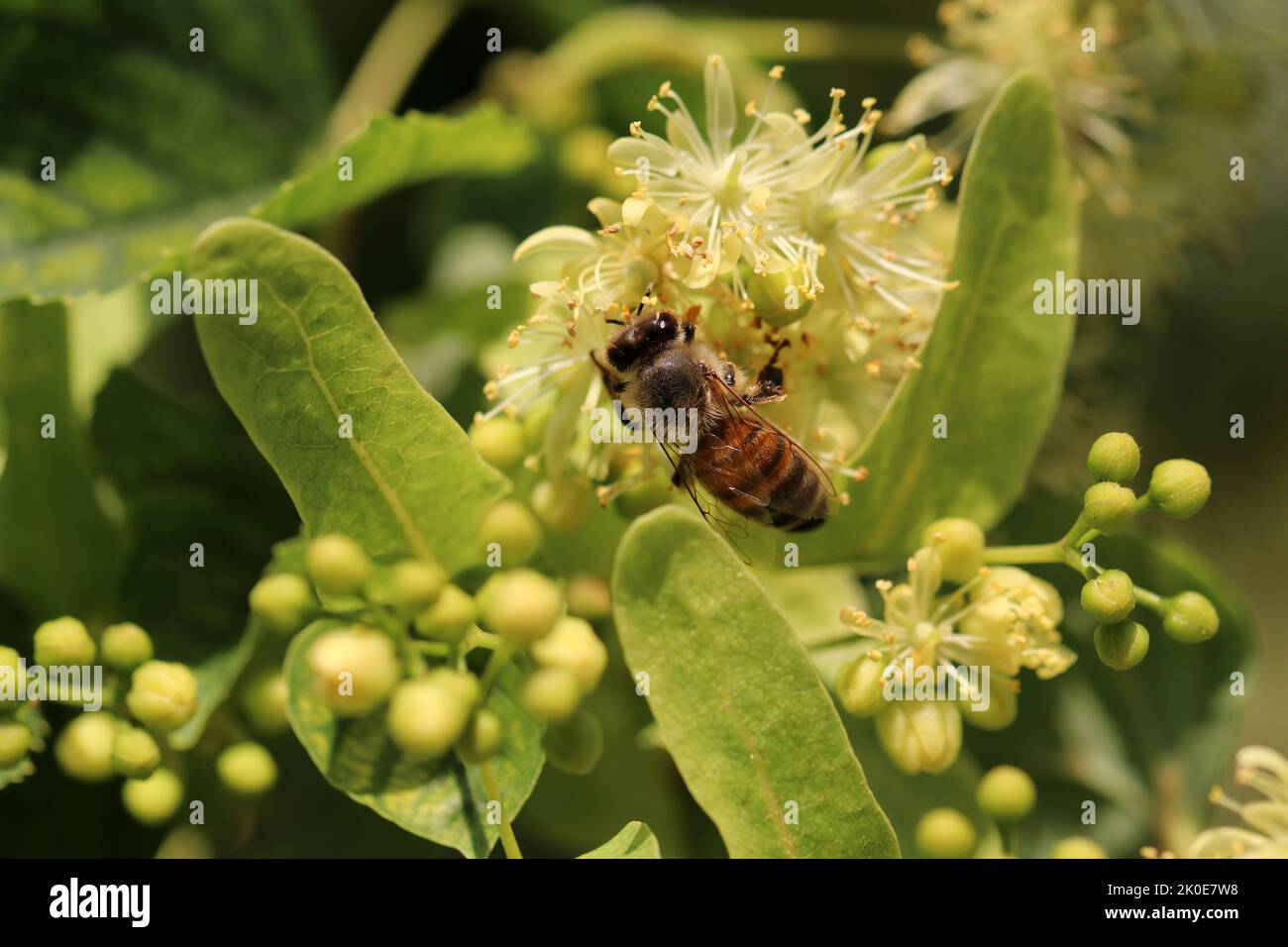 Linden Blumen auf schwarzem Hintergrund. Eine Biene, die Nektar sammelt. Stockfoto