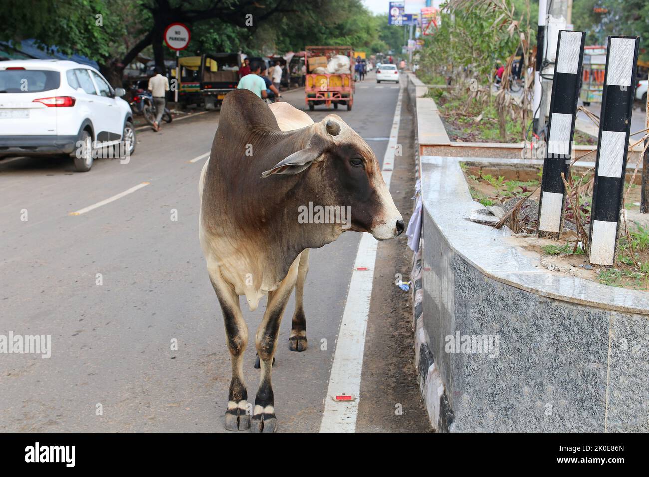 Die Kuh ist ein heiliges Tier der Hindus. Kuh auf der Straße der Stadt. Stockfoto