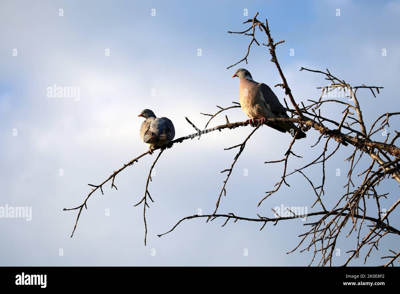 Ein Paar wilde Tauben sitzt auf einem trockenen Baum. Das Konzept des globalen Klimawandels. Stockfoto